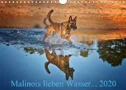 Malinois lieben Wasser (Wandkalender 2020 DIN A4 quer)
