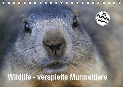 Wildlife - Verspielte Murmeltiere (Tischkalender 2020 DIN A5 quer)