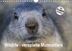 Wildlife - Verspielte Murmeltiere (Wandkalender 2020 DIN A4 quer)