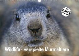Wildlife - Verspielte Murmeltiere (Wandkalender 2020 DIN A3 quer)