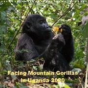 Facing Mountain Gorillas in Uganda (Wall Calendar 2020 300 × 300 mm Square)