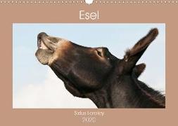 Esel - Sixtus Loreley (Wandkalender 2020 DIN A3 quer)