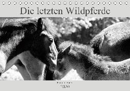 Die letzten Wildpferde Exmoor Ponys (Tischkalender 2020 DIN A5 quer)