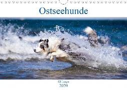 Ostseehunde (Wandkalender 2020 DIN A4 quer)