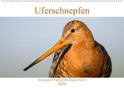 Uferschnepfen - Die eleganten Vögel mit dem langen Schnabel (Wandkalender 2020 DIN A2 quer)