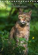 Wildkatzen - scheue Jäger (Tischkalender 2020 DIN A5 hoch)