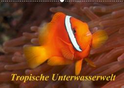 Tropische Unterwasserwelt (Wandkalender 2020 DIN A2 quer)
