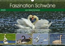 Faszination Schwäne (Wandkalender 2020 DIN A3 quer)