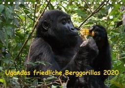Ugandas friedliche Berggorillas (Tischkalender 2020 DIN A5 quer)