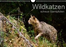 Wildkatzen - scheue Samtpfoten (Wandkalender 2020 DIN A4 quer)