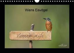 Wiens Eisvögel (Wandkalender 2020 DIN A4 quer)