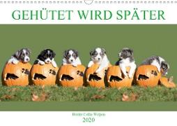 Gehütet wird später - Border Collie Welpen (Wandkalender 2020 DIN A3 quer)