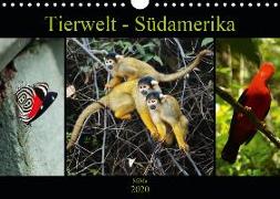 Tierwelt - Südamerika (Wandkalender 2020 DIN A4 quer)