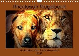 Rhodesian Ridgeback - der Hund mit dem Tropfen Löwenblut (Wandkalender 2020 DIN A4 quer)