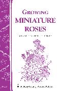 Growing Miniature Roses