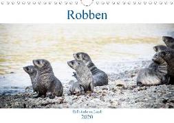 Robben - Halbstarke an Land (Wandkalender 2020 DIN A4 quer)