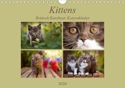 Kittens - Britisch Kurzhaar Katzenkinder (Wandkalender 2020 DIN A4 quer)