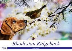 Rhodesian Ridgeback - Moments (Wandkalender 2020 DIN A4 quer)