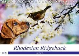 Rhodesian Ridgeback - Moments (Tischkalender 2020 DIN A5 quer)