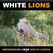 WHITE LIONS (Wall Calendar 2020 300 × 300 mm Square)