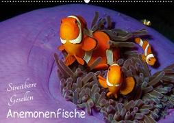 Anemonenfische - Streitbare Gesellen (Wandkalender 2020 DIN A2 quer)