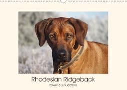 Rhodesian Ridgeback Power aus Südafrika (Wandkalender 2020 DIN A3 quer)