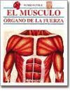 El músculo, órgano de la fuerza