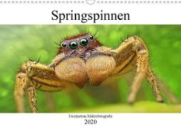 Faszination Makrofotografie: Springspinnen (Wandkalender 2020 DIN A3 quer)