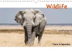 Wildlife - Tiere in Namibia (Wandkalender 2020 DIN A4 quer)