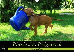 Rhodesian Ridgeback - Schnappschüsse - (Wandkalender 2020 DIN A3 quer)