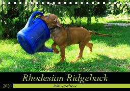 Rhodesian Ridgeback - Schnappschüsse - (Tischkalender 2020 DIN A5 quer)
