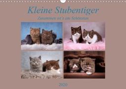 Kleine Stubenstiger (Wandkalender 2020 DIN A3 quer)