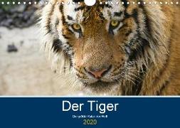 Der Tiger - die größte Katze der Welt (Wandkalender 2020 DIN A4 quer)