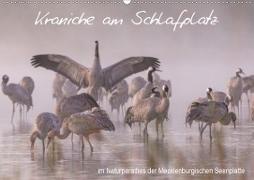 Kraniche am Schlafplatz - im Naturparadies der Mecklenburgischen Seenplatte (Wandkalender 2020 DIN A2 quer)