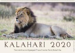 Kalahari - Tierreichtum im Kgalagadi Transfrontier Park, Südafrika (Wandkalender 2020 DIN A2 quer)