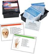 Anatomie-Lernkarten. Das menschliche Skelett