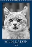 Wilde Katzen - Korsikas Samtpfoten (Wandkalender 2020 DIN A2 hoch)