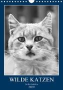 Wilde Katzen - Korsikas Samtpfoten (Wandkalender 2020 DIN A4 hoch)