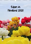 Tulpen in Flevoland (Wandkalender 2020 DIN A3 hoch)