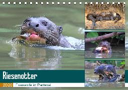 Riesenotter - Flusswölfe im Pantanal (Tischkalender 2020 DIN A5 quer)
