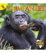 Chimpanzee