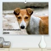 Straßenhunde(Premium, hochwertiger DIN A2 Wandkalender 2020, Kunstdruck in Hochglanz)