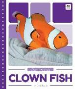 Clown Fish