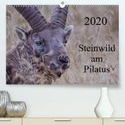 Steinwild am PilatusCH-Version(Premium, hochwertiger DIN A2 Wandkalender 2020, Kunstdruck in Hochglanz)