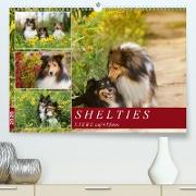 SHELTIES Liebe auf 4 Pfoten(Premium, hochwertiger DIN A2 Wandkalender 2020, Kunstdruck in Hochglanz)