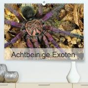 Achtbeinige Exoten(Premium, hochwertiger DIN A2 Wandkalender 2020, Kunstdruck in Hochglanz)