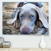 Weimaraner - Ein Welpenjahr(Premium, hochwertiger DIN A2 Wandkalender 2020, Kunstdruck in Hochglanz)