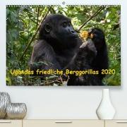 Ugandas friedliche Berggorillas(Premium, hochwertiger DIN A2 Wandkalender 2020, Kunstdruck in Hochglanz)