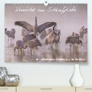 Kraniche am Schlafplatz - im Naturparadies der Mecklenburgischen Seenplatte(Premium, hochwertiger DIN A2 Wandkalender 2020, Kunstdruck in Hochglanz)