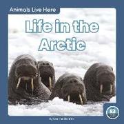 Animals Live Here: Life in the Arctic